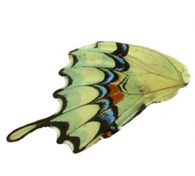 PAPILLIO THOAS HIND WING